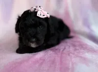 Daisy, a female Miniature Aussiedoodle for sale in Lakeland, FL – 5 of 7