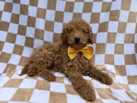 Moose, a male Poodle - Miniature  for sale in Lakeland, FL – 8 of 9