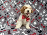 Lucky, a male Cockapoo for sale in Lakeland, FL – 3 of 10