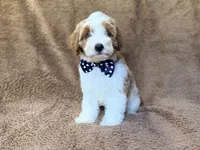 Shadow, a male Cavapoo for sale in Lakeland, FL – 3 of 10