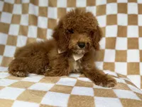 Paxton, a male Cockapoo for sale in Lakeland, FL – 8 of 9