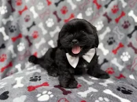 Scout, a male Shih Tzu and Shichon for sale in Lakeland, FL – 9 of 9