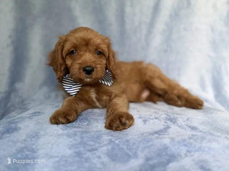 Moose – Cavapoo puppy for sale in Lakeland, FL