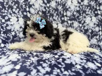 Darlin, a female Shihpoo for sale in Lakeland, FL – 4 of 8