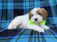 Dexter, a male Cavapoo and Poodle - Miniature  for sale in Lakeland, FL – 2 of 9