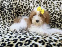 Jazzy, a female Poodle - Miniature  for sale in Lakeland, FL – 7 of 9