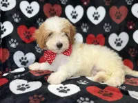 Spike, a male Cavapoo for sale in Lakeland, FL – 3 of 8