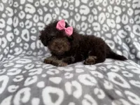 Sloan, a female Cockapoo for sale in Lakeland, FL – 6 of 10