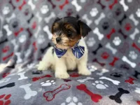 Tuck, a male Yorkshire Terrier for sale in Lakeland, FL – 5 of 8