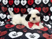 Sebastian, a male Shih Tzu and Shichon for sale in Lakeland, FL – 6 of 10