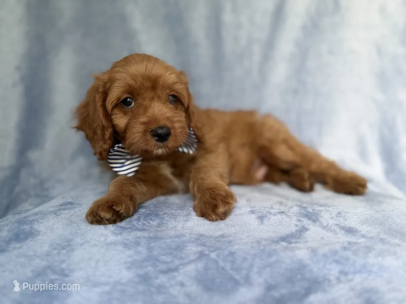 Moose – Cavapoo puppy for sale in Lakeland, FL