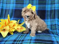 Millie, a female Cavapoo for sale in Lakeland, FL – Photo 8 of 9