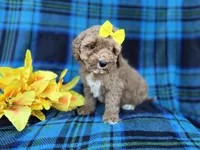 Millie, a female Cavapoo for sale in Lakeland, FL – Photo 6 of 9