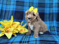 Millie, a female Cavapoo for sale in Lakeland, FL – Photo 4 of 9