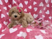 Pepper, a female Poochon for sale in Lakeland, FL – Photo 7 of 8