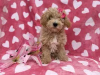 Pepper, a female Poochon for sale in Lakeland, FL – Photo 8 of 8