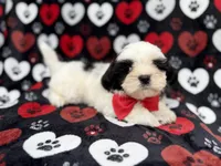 Sebastian, a male Shih Tzu and Shichon for sale in Lakeland, FL – 2 of 9