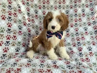 Cash, a male Cavapoo for sale in Lakeland, FL – 10 of 10