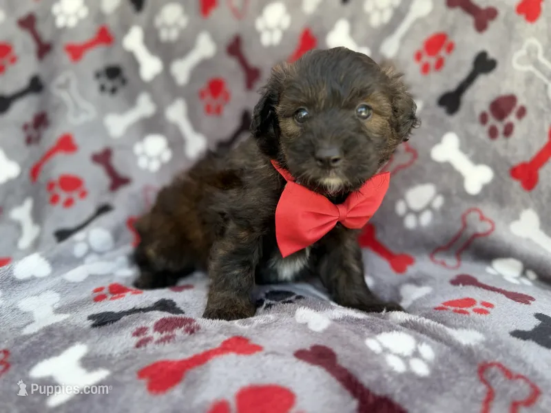 Duce – Miniature Aussiedoodle puppy for sale in Lakeland, FL