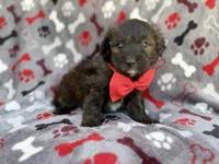 Duce, a male Miniature Aussiedoodle for sale in Lakeland, FL – 1 of 7