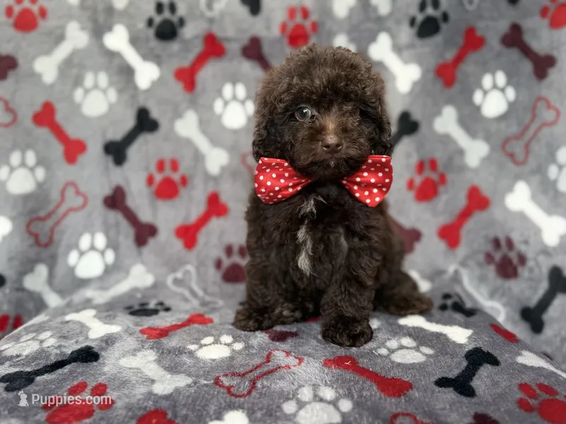 Benson – Shihpoo, Poodle - Miniature  puppy for sale in Lakeland, FL