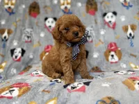Lynx, a male Cavapoo for sale in Lakeland, FL – 2 of 8