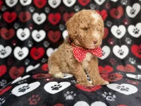 Pluto, a male Poodle - Miniature  for sale in Lakeland, FL – 9 of 9