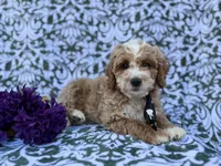 Finn, a male Cockapoo and Poodle - Miniature  for sale in Lakeland, FL – Photo 1 of 8