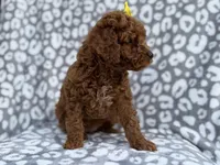 Bailey, a female Cockapoo and Poodle - Miniature  for sale in Lakeland, FL – Photo 8 of 8