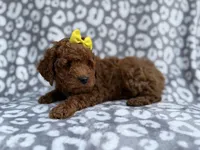 Bailey, a female Cockapoo and Poodle - Miniature  for sale in Lakeland, FL – Photo 4 of 8