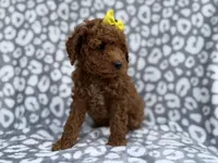 Bailey, a female Cockapoo and Poodle - Miniature  for sale in Lakeland, FL – Photo 5 of 8