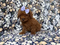 Sasha, a female Miniature Goldendoodle for sale in Lakeland, FL – 2 of 9