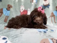 Cocoa, a female Cavapoo for sale in Lakeland, FL – 5 of 8