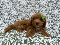 Dolly, a female Cavapoo for sale in Lakeland, FL – 2 of 8