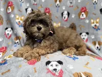 Drake, a male Shihpoo for sale in Lakeland, FL – 1 of 8