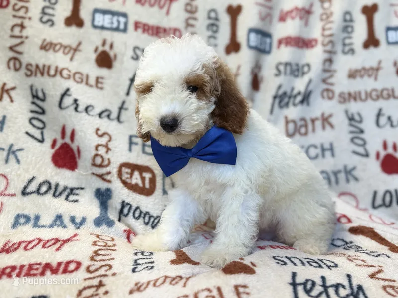 Tofu – Poodle - Miniature  puppy for sale in Lakeland, FL