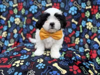 Shep, a male Shih Tzu and Shichon for sale in Lakeland, FL – 8 of 10