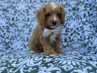 Moose, a male Cavapoo and Poodle - Miniature  for sale in Lakeland, FL – 6 of 8
