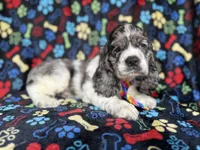 Hero, a male Cocker Spaniel for sale in Lakeland, FL – 7 of 8