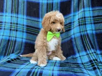 Astor, a male Cavapoo for sale in Lakeland, FL – 4 of 7