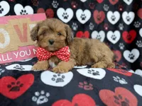 Hudson, a male Shihpoo and Poodle - Miniature  for sale in Lakeland, FL – Photo 2 of 9
