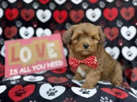 Hudson, a male Shihpoo and Poodle - Miniature  for sale in Lakeland, FL – Photo 5 of 9