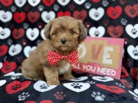 Hudson, a male Shihpoo and Poodle - Miniature  for sale in Lakeland, FL – Photo 8 of 9