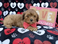Hudson, a male Shihpoo and Poodle - Miniature  for sale in Lakeland, FL – Photo 4 of 9