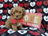 Hudson, a male Shihpoo and Poodle - Miniature  for sale in Lakeland, FL – Photo 7 of 9