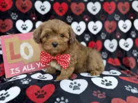 Hudson, a male Shihpoo and Poodle - Miniature  for sale in Lakeland, FL – Photo 1 of 9
