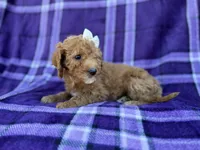 Anna, a female Cavapoo and Poodle - Miniature  for sale in Lakeland, FL – Photo 6 of 9