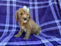 Anna, a female Cavapoo and Poodle - Miniature  for sale in Lakeland, FL – Photo 4 of 9
