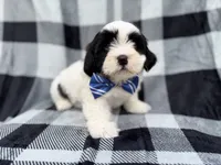 Simon, a male Shih Tzu and Shichon for sale in Lakeland, FL – 5 of 9