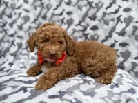 Rover, a male Cockapoo for sale in Lakeland, FL – 2 of 8